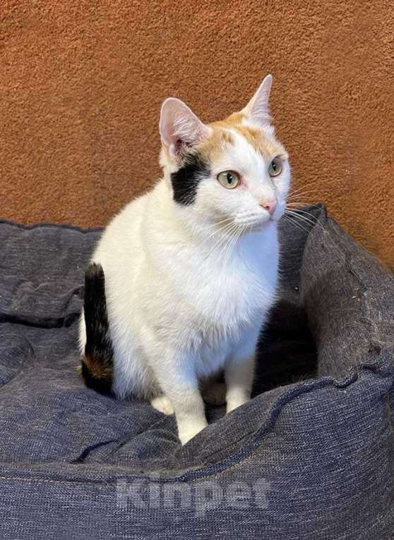 Кошки в Москве: Ласковая и нежная кошечка Снежинка ищет дом Девочка, Бесплатно - фото 4