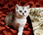 Кошки в Санкт-Петербурге: Шотландский котенок девочка Девочка, Бесплатно - фото 3