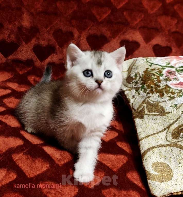 Кошки в Санкт-Петербурге: Шотландский котенок девочка Девочка, Бесплатно - фото 3