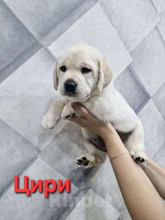 Собаки в Новокузнецке: Щенки Лабрадора РКФ Девочка, 60 000 руб. - фото 3