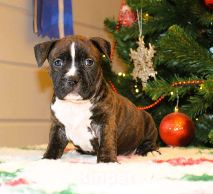 Собаки в других городах Московской области: Мальчик амстафф Мальчик, 60 000 руб. - фото 6