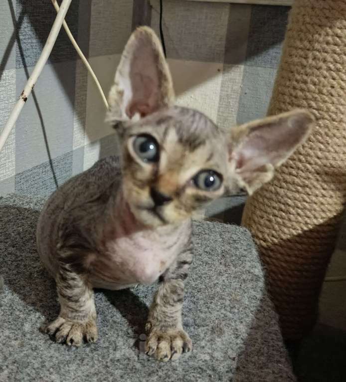 Кошки в Москве: Котята Девон Рекс Мальчик, 20 000 руб. - фото 1