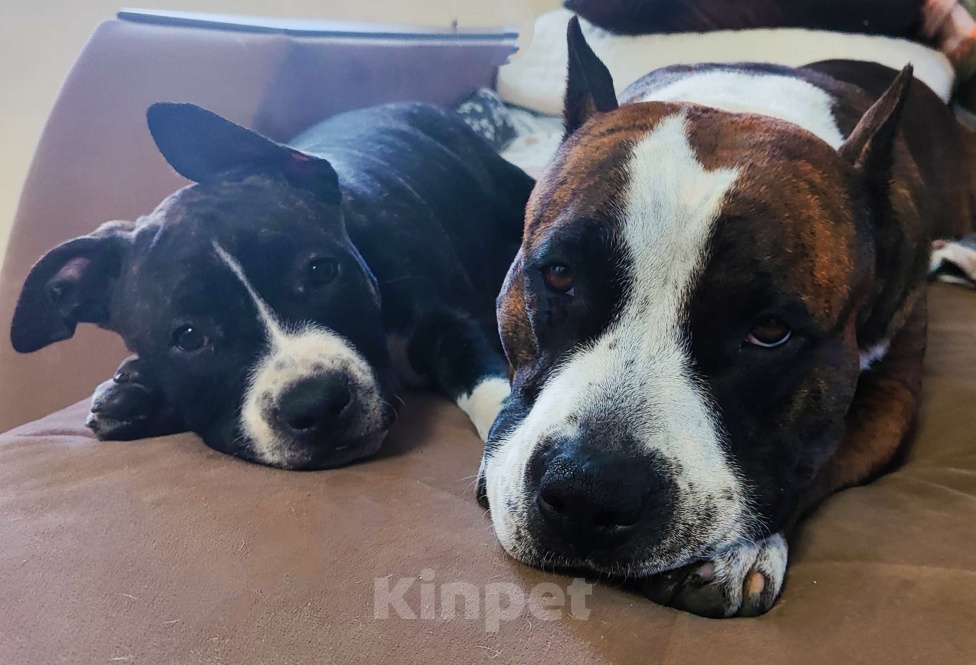 Собаки в Санкт-Петербурге: Щенок амстаффа Девочка, 75 000 руб. - фото 7