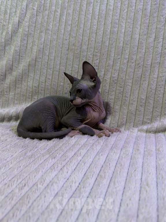 Кошки в других городах Московской области: Канадский сфинкс котенок девочка Девочка, 25 000 руб. - фото 8