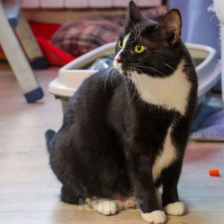 Кошки в Москве: Кошечка Латина грустит одна Девочка, Бесплатно - фото 2