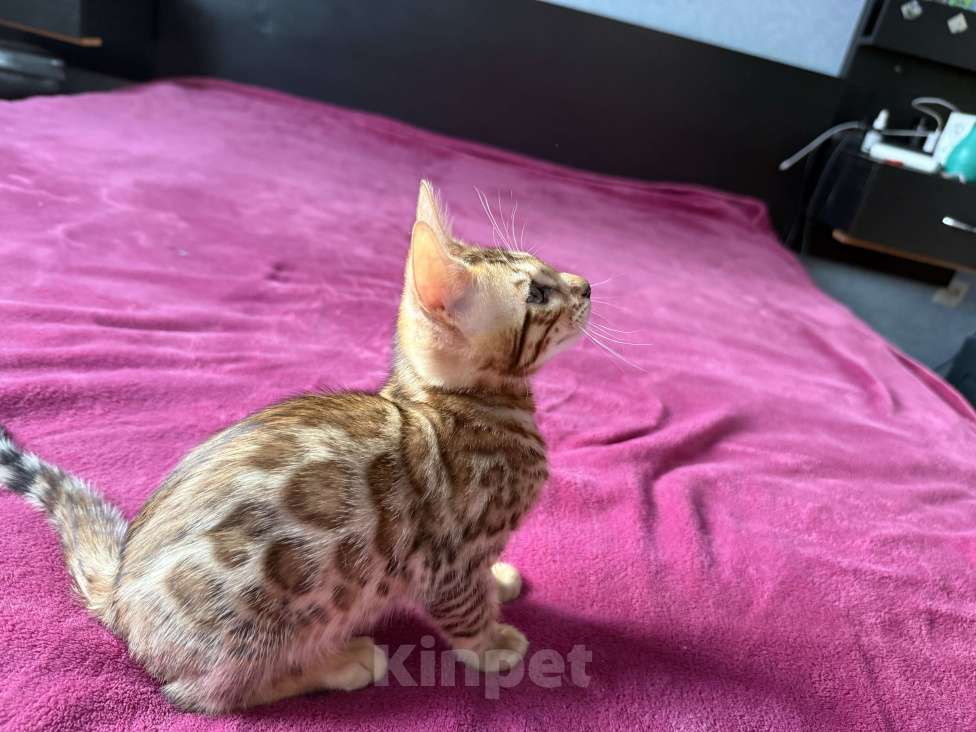 Кошки в Москве: Бенгальский мальчик Мальчик, 25 000 руб. - фото 2