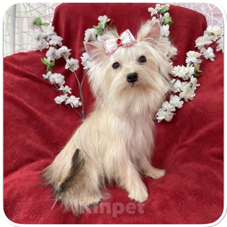 Собаки в Москве: Мини йорк девочка золотая подрощенная Девочка, 80 000 руб. - фото 8