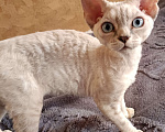 Кошки в Санкт-Петербурге: Котёнок (девочка) Девон-Рекс Девочка, 85 000 руб. - фото 5