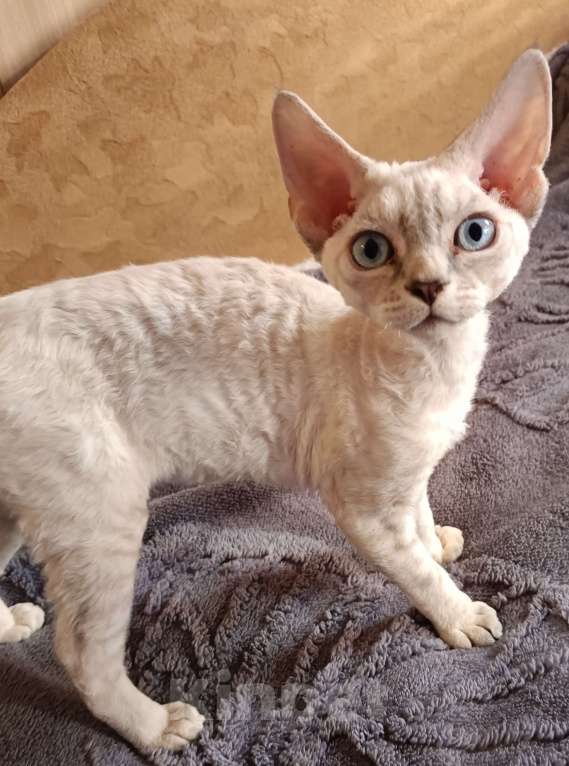 Кошки в Санкт-Петербурге: Котёнок (девочка) Девон-Рекс Девочка, 85 000 руб. - фото 5