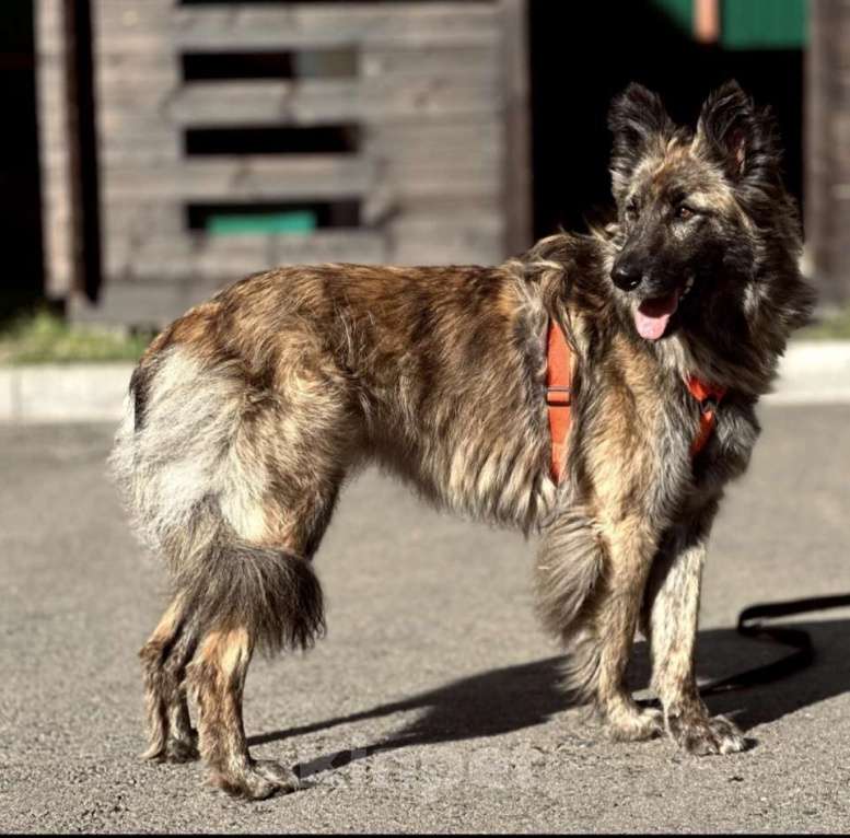 Собаки в Москве: Пушистая красавица собака Дюша в добрые руки Девочка, 1 руб. - фото 3