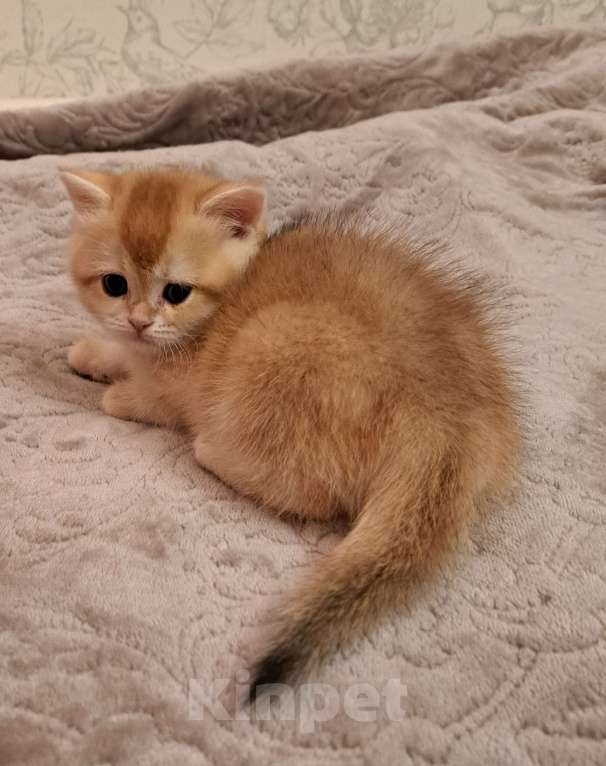 Кошки в Москве: Золотая шотландская девочка  Девочка, 40 000 руб. - фото 5