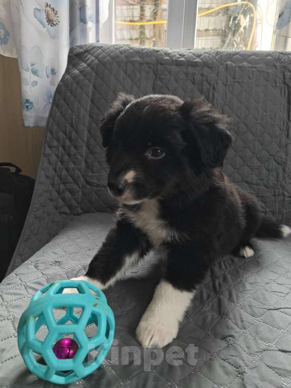 Собаки в Новосибирске: щенки Бордер Колли Мальчик, 55 000 руб. - фото 1