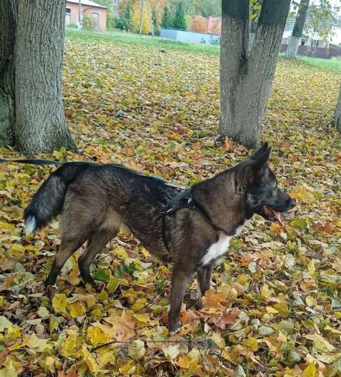 Собаки в Москве: Метис американской акиты Симба в добрые руки Девочка, Бесплатно - фото 3
