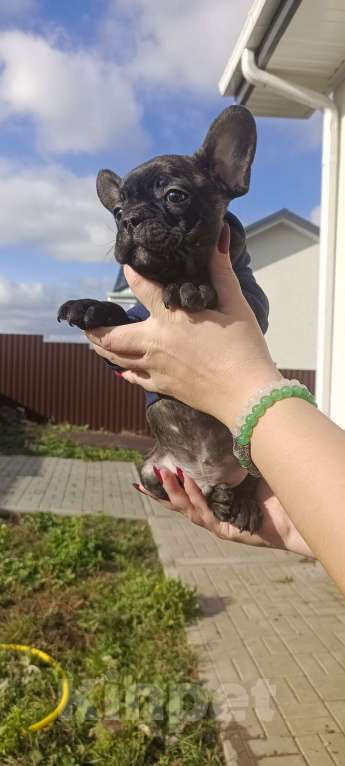 Собаки в Белгороде: французский бульдог  Мальчик, Бесплатно - фото 1