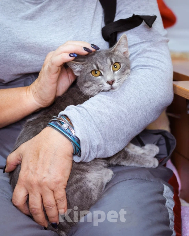 Кошки в Москве: Лапушка ищет дом  Девочка, Бесплатно - фото 2