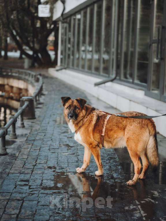 Собаки в Москве: Марти очень ждет семью Мальчик, Бесплатно - фото 3