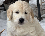 Собаки в других городах Челябинской области: Щенок золотистый ретривер Мальчик, 80 000 руб. - фото 3