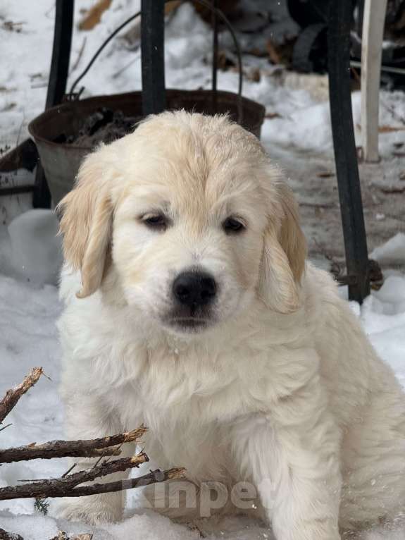 Собаки в других городах Челябинской области: Щенок золотистый ретривер Мальчик, 80 000 руб. - фото 3