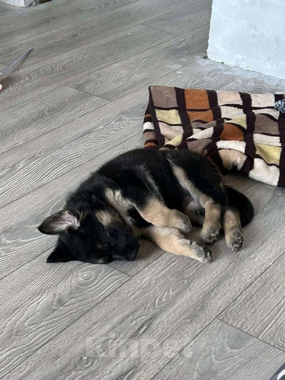 Собаки в Москве: Продам щенка немецкой овчарки ( девочка ) Девочка, Бесплатно - фото 2