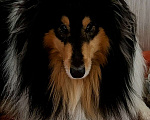 Собаки в Самаре: Кобель для вязки, колли Мальчик, 1 руб. - фото 8