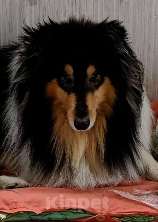 Собаки в Самаре: Кобель для вязки, колли Мальчик, 1 руб. - фото 8