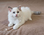 Кошки в Пензе: Котёнок девочка породы Рэгдолл - Bella Девочка, 65 000 руб. - фото 3