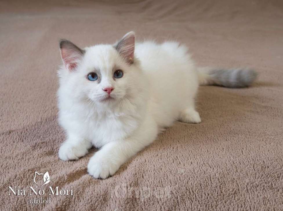 Кошки в Пензе: Котёнок девочка породы Рэгдолл - Bella Девочка, 65 000 руб. - фото 3