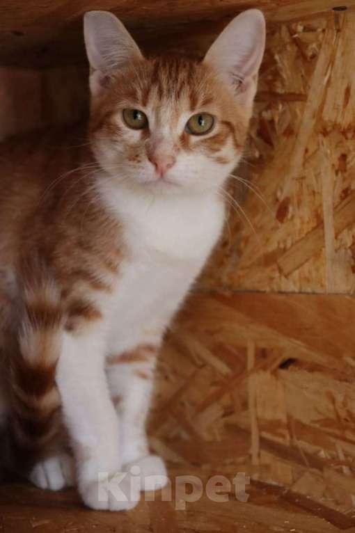 Кошки в Москве: Солнышко Розочка в поисках семьи Девочка, Бесплатно - фото 3