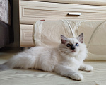 Кошки в Москве: Регдолл котенок котик Мальчик, 65 000 руб. - фото 3