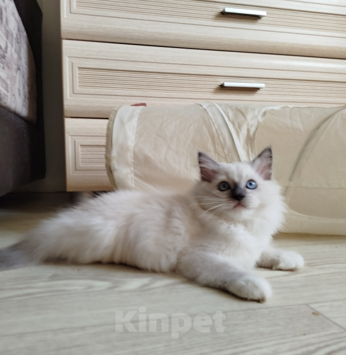 Кошки в Москве: Регдолл котенок котик Мальчик, 65 000 руб. - фото 3