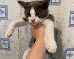 Кошки в Сосновом Бору: Котенок Жак Мальчик, Бесплатно - фото 9