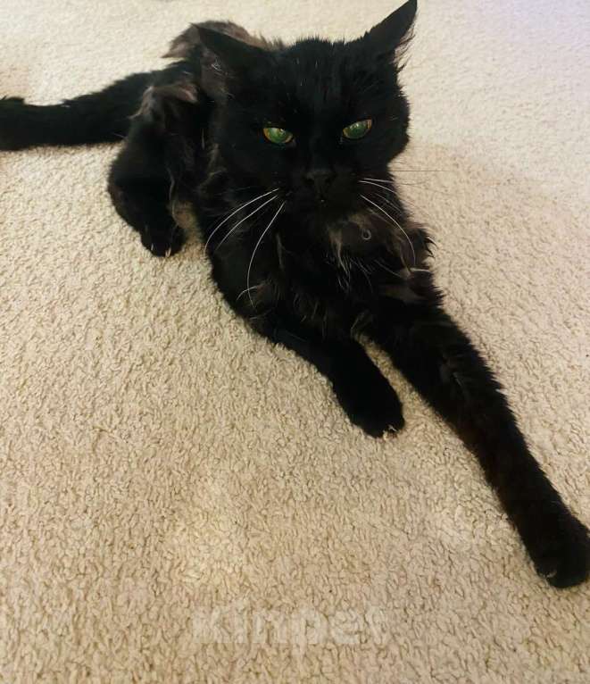 Кошки в Москве: Красавица и умница кошка Багира в добрые руки! Девочка, Бесплатно - фото 4