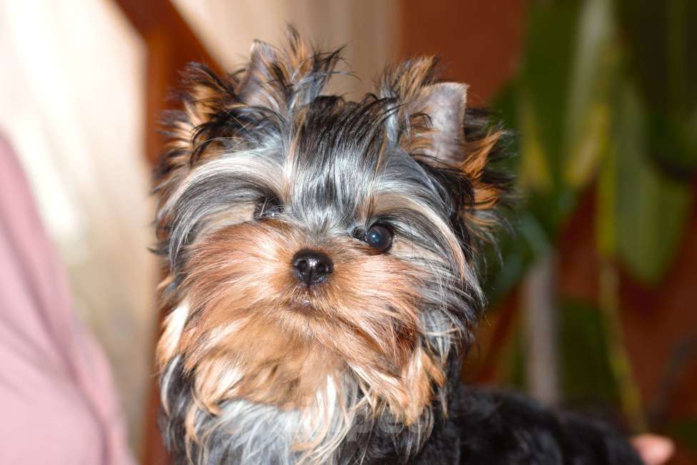 Собаки в Пушкино: Малышок - крепышок Мальчик, Бесплатно - фото 4