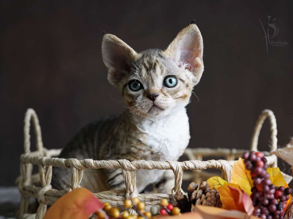 Кошки в Москве: Девон-рекс мальчик Мальчик, 60 000 руб. - фото 4