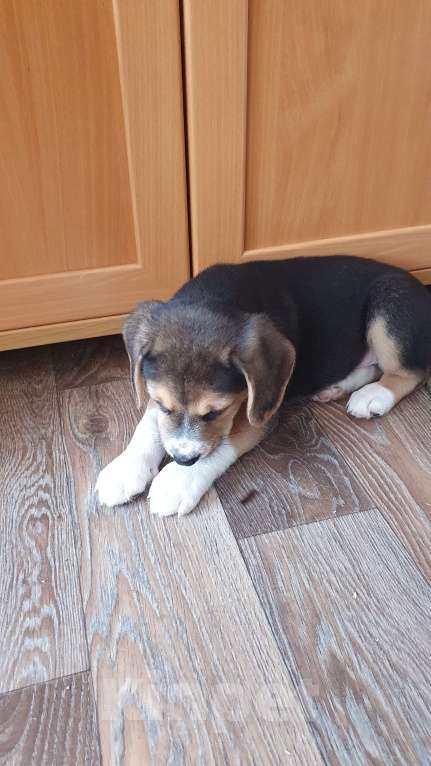 Собаки в других городах Пермского края: Очаровашка биглюша Мальчик, 17 000 руб. - фото 3