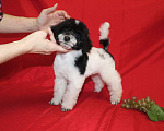 Собаки в Долгопрудном: Той пуделя щенок  lдевочка бело-черный арлекин шьен партиколор а пуаль фризе Девочка, 120 000 руб. - фото 1