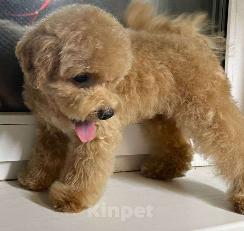 Собаки в Москве: Мальчик Пушон Мальчик, 200 000 руб. - фото 2