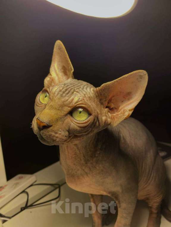 Кошки в Москве: Харизматичный канадский котенок мурчун Мальчик, 30 000 руб. - фото 1