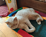 Кошки в Иркутске: Британская короткошерстная Девочка, Бесплатно - фото 5