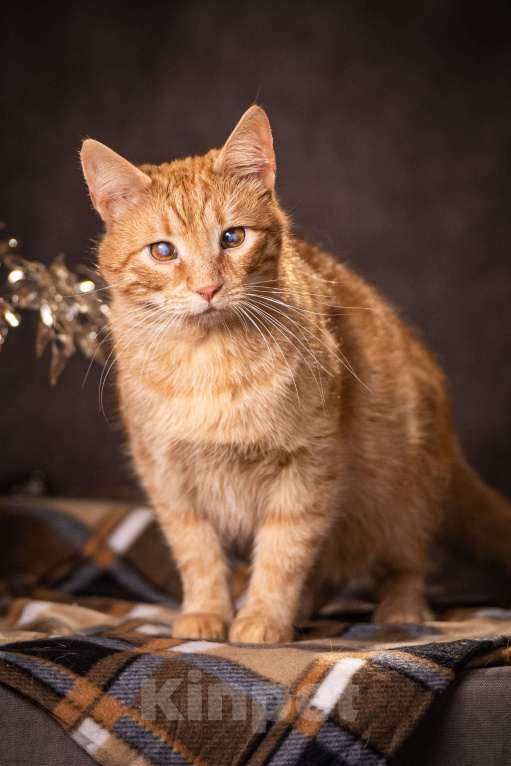 Кошки в Клине: Руби — робкая кошечка Девочка, Бесплатно - фото 2