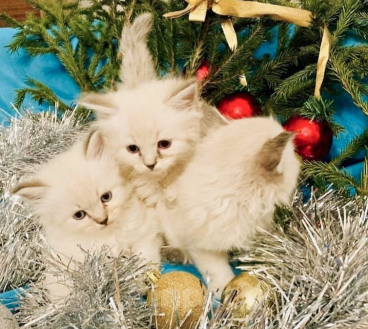 Кошки в Москве: Самые нежные котики Мальчик, 27 000 руб. - фото 5