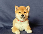 Собаки в Москве: Сиба ину.Мальчик 2 мес. Мальчик, 50 000 руб. - фото 4