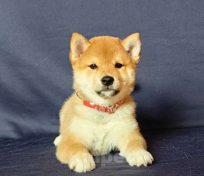 Собаки в Москве: Сиба ину.Мальчик 2 мес. Мальчик, 50 000 руб. - фото 4