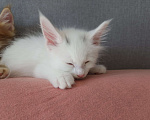 Кошки в Нижнем Новгороде: Котята мейн-кун  Девочка, 12 000 руб. - фото 1