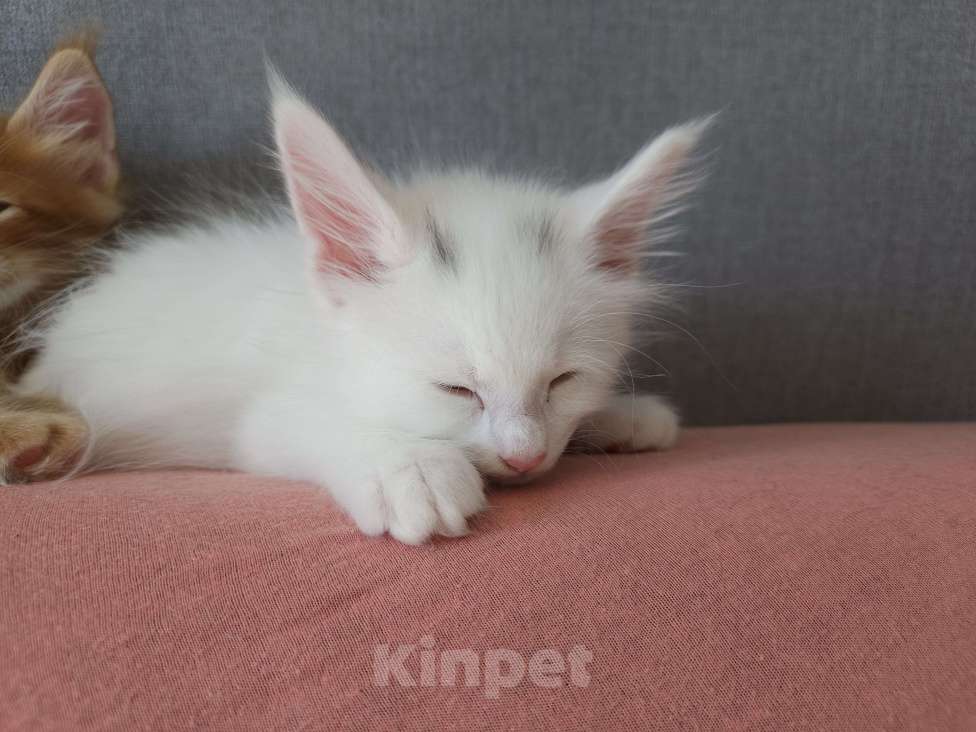 Кошки в Нижнем Новгороде: Котята мейн-кун  Девочка, 12 000 руб. - фото 1
