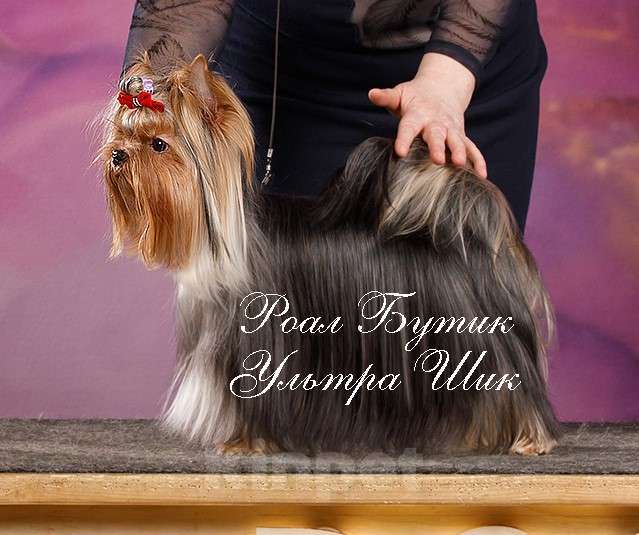 Собаки в Москве: Молодой мальчик для вязки. Мальчик, Бесплатно - фото 4