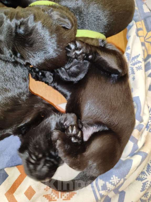 Собаки в других городах Башкортостана: Ризеншнауцер Девочка, Бесплатно - фото 7