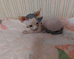 Кошки в Барнауле: Продам котят канадского сфинкса Мальчик, 15 000 руб. - фото 7