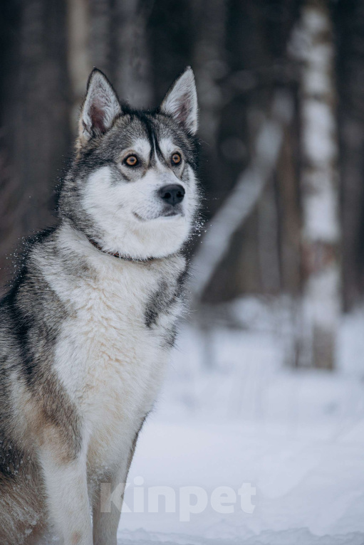 Собаки в Москве: Активная девчонка в поисках дома! Девочка, Бесплатно - фото 10