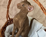 Кошки в Балашихе: Ориентальная кошечка Девочка, 50 руб. - фото 4